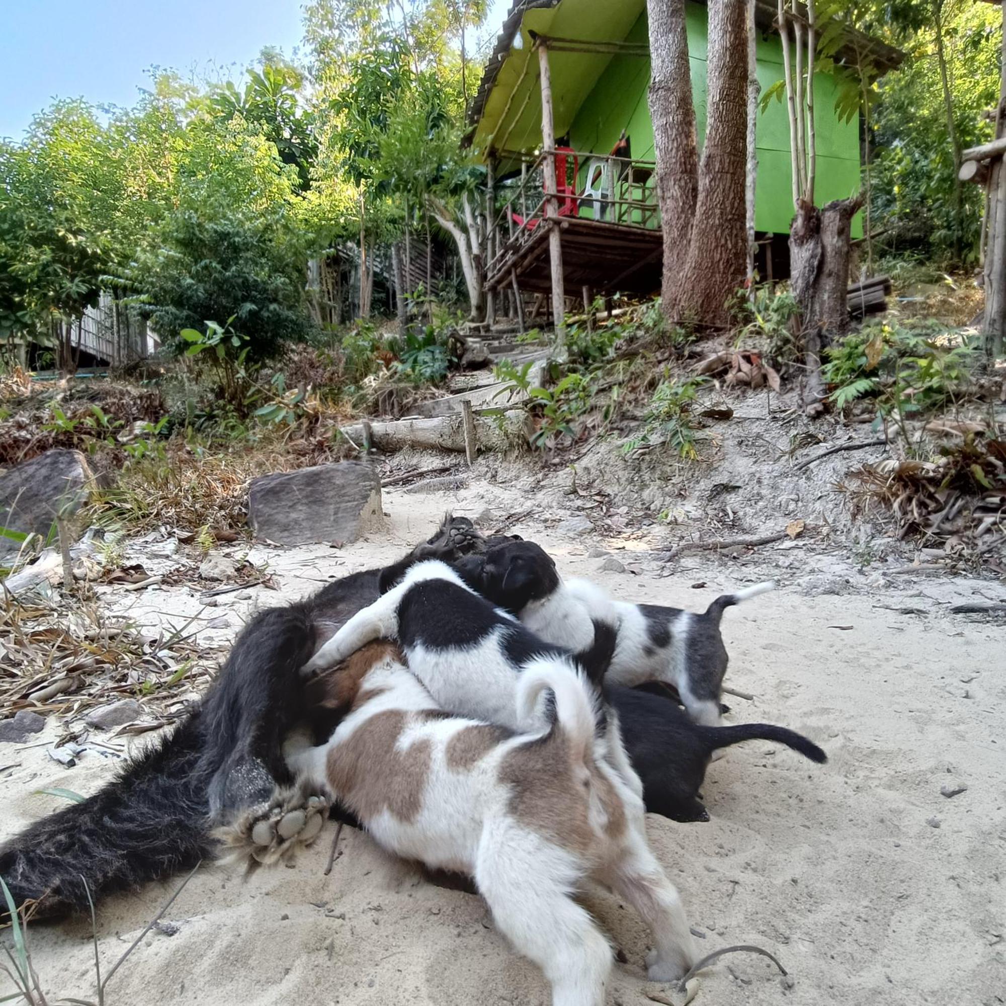 Sweet Jungle Camping Kaoh Touch エクステリア 写真
